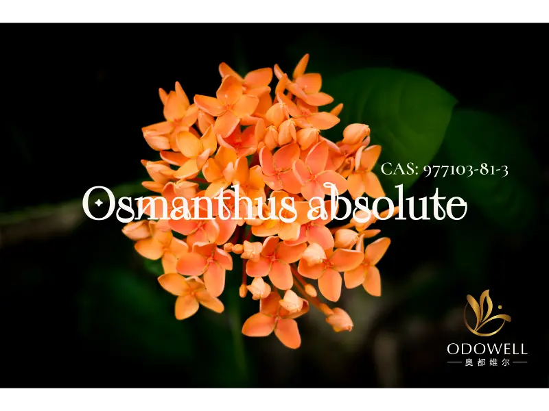 Osmanthus Absolute – Η φυσική υπογραφή του ODOWELL για κομψά ανατολίτικα λουλούδια